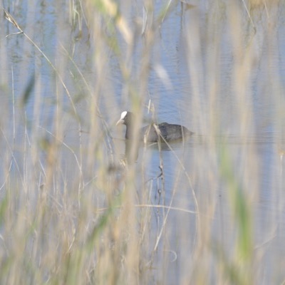 Birdwatching en el Delta del Ebro