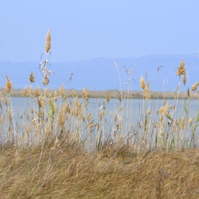 Birdwatching en el Delta del Ebro